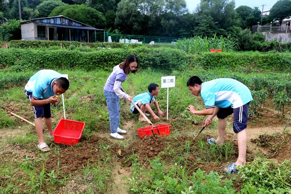 长沙泽邦学校第二批时蔬采摘