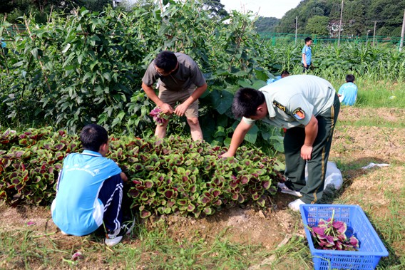 今天我是收获官