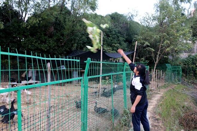 收集白菜叶喂鸡啦！