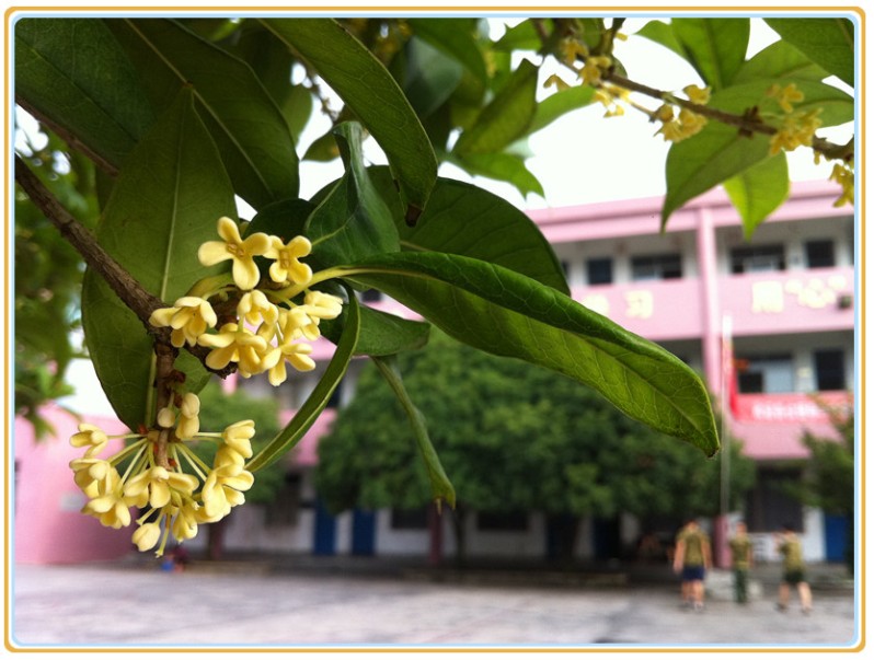 泽邦学校“绿树成荫”环境优美